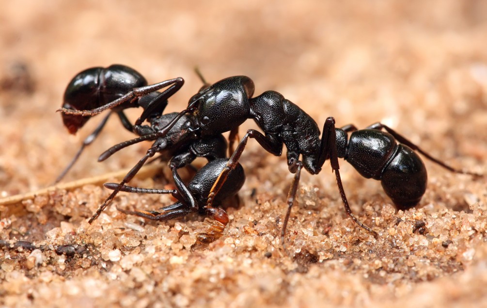 Expert Ant Control and Removal in Melbourne. Free Quotes!